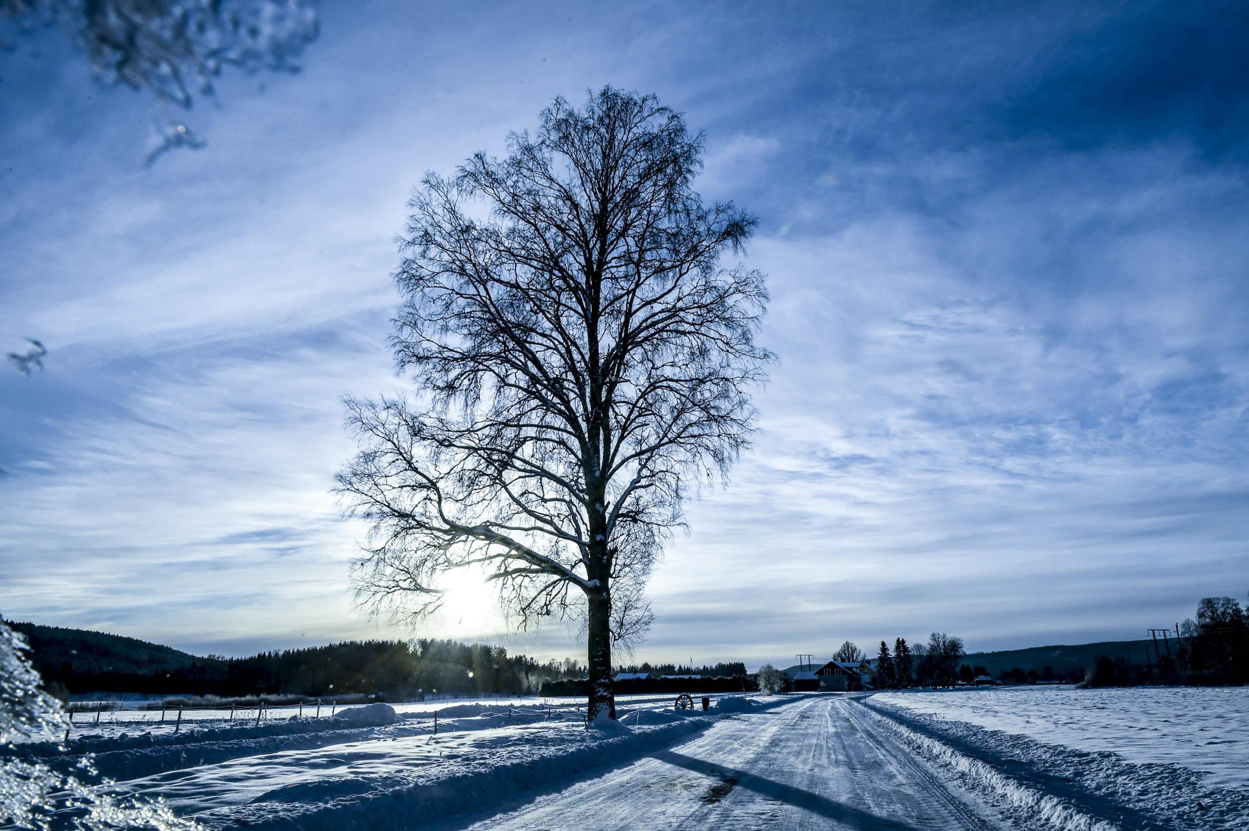 En ensam björk står bredvid den snötäckta bilvägen Mellan Blia och Ransäter.