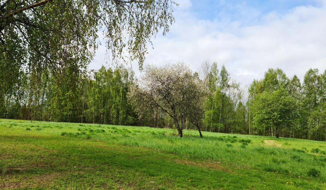 Grönområdet omges av björkar.