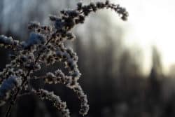Sjögräs som är täckt med frost och snö.