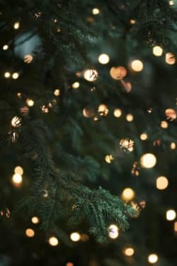 Närbild på julgran med belysning.