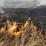Gräsbrand