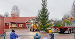 Barn tittar på när gran reses på Munkerudsskolan.