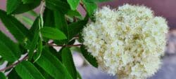 Blomma